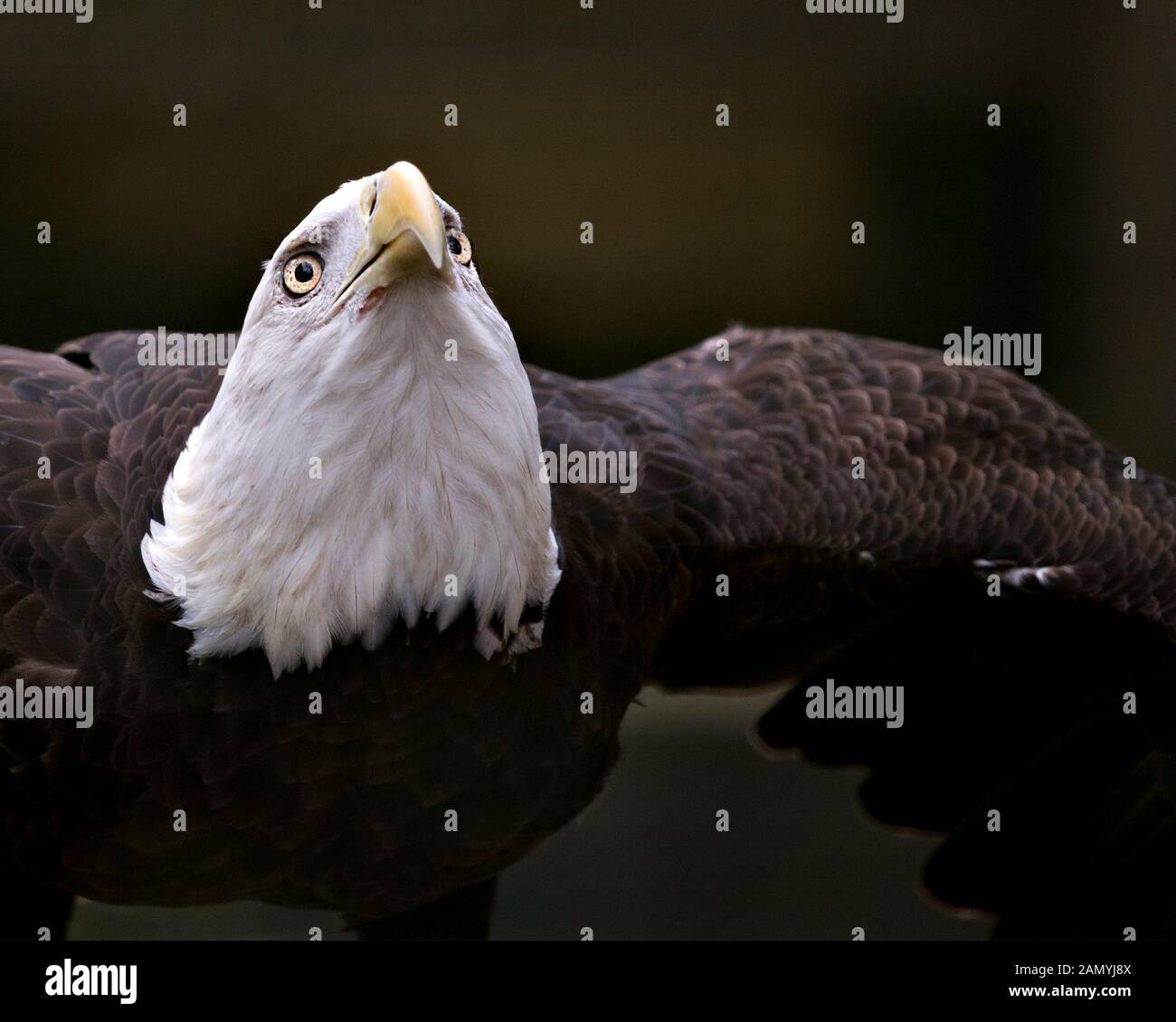 Bald Eagle bird close-up profile view flying and looking towards the sky, displaying brown feathers plumage, white head, eyes, yellow beak, with bokeh Stock Photo