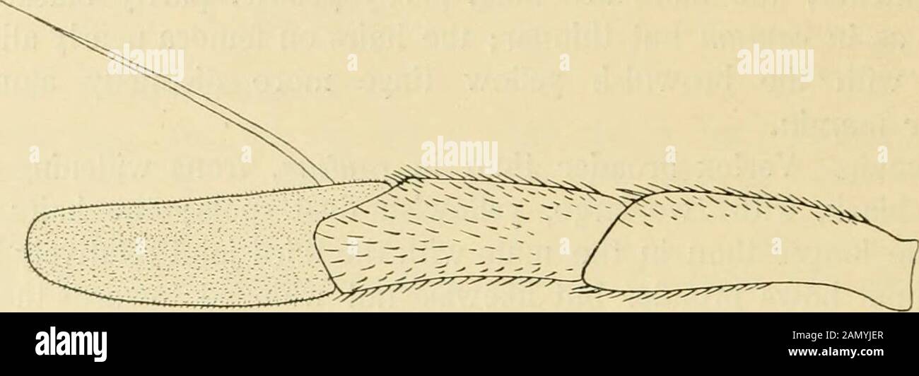 Diptera danica : genera and species of flies hitherto found in Denmark . isca arcuata De Geer (nec L.)1776. Mém. Ins. VI, 125, 15. — 1775. Fabr. Syst. Entom. 767, 22 (Stjr-phus) et 1805. Syst. Antl. 184,3 (Mulio). — 1816. Fall. Dipt. Suec. Syrph.5, 2 (Mulio). — 1822. Meig. Syst. Beschr. III, 162, 2, Tab. XVII, Fig. 7. —1841. Loew, Stett. ent. Zeitg. II, 138, 159. — 1843. Zett. Dipt. Scand. II,636, 4 et 1855. XII, 4644, 4 et 1859. XIII, 5074, 4. — Musca UpunctataO. F. Miill. 1776. Zool. Dan. Prodr. 2041. Male. Vertex black, more or less greyish behind; frons black,yellow or greyish pruinose beh Stock Photo