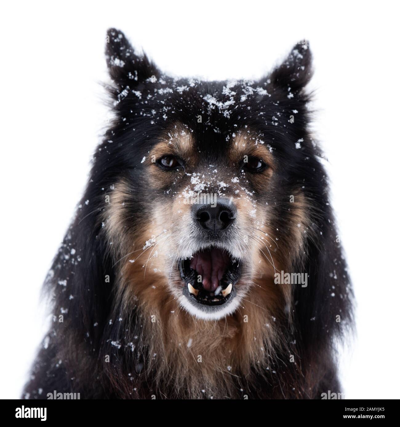 Finnish Lapphund in snowfall and howling, head facing camera against a ...