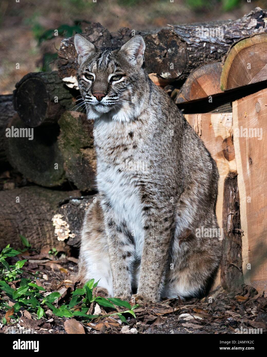 Bobcats - PAWS