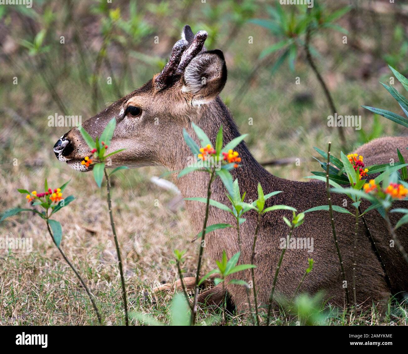Deer animal close-up view displaying head, brown fur, antlers, ears, eyes, nose, legs with wildflowers foreground and bokeh backgroun in its environme Stock Photo