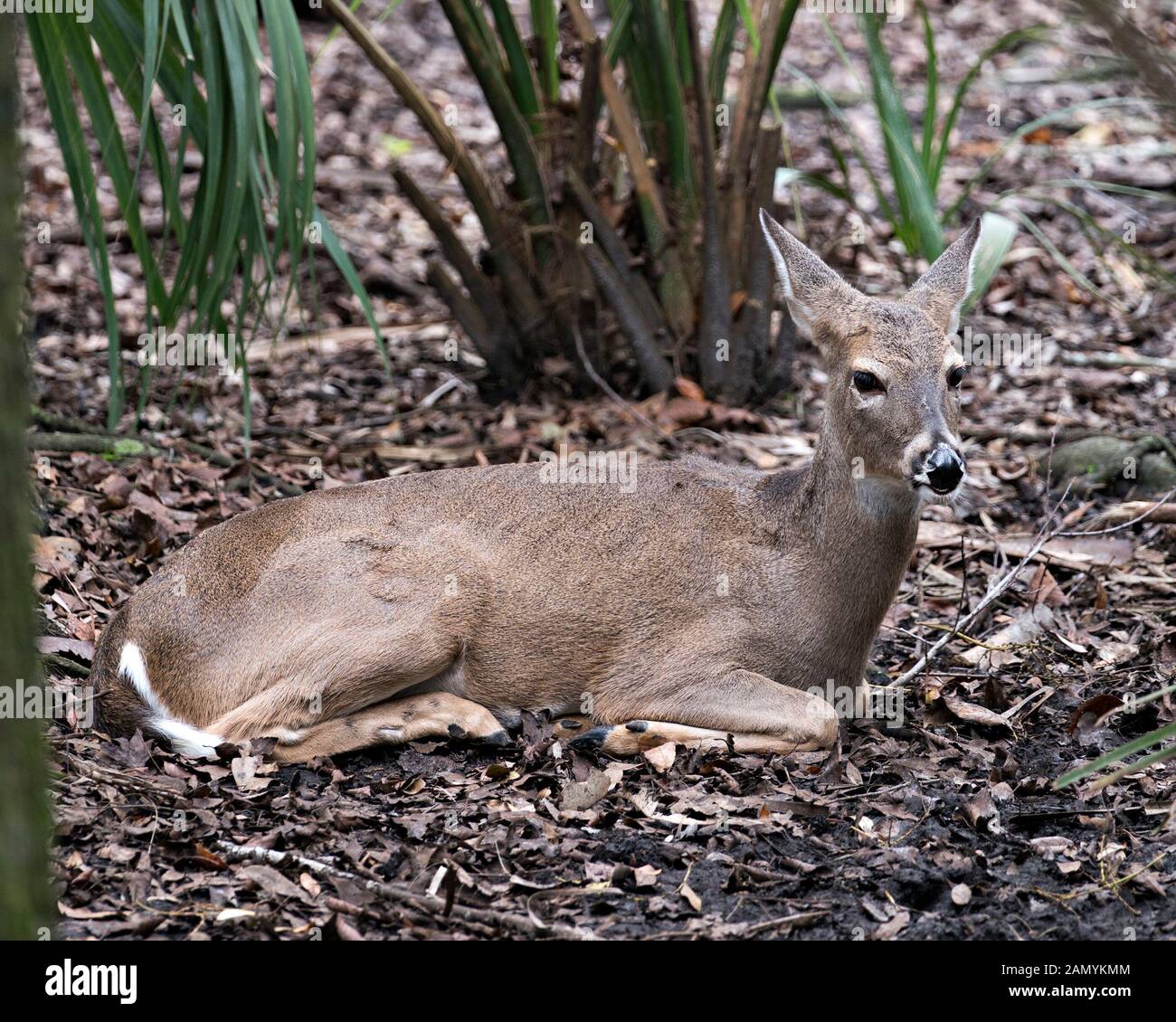 Deer animal resting close-up view displaying body, head, brown fur, ears, eyes, nose, legs in its environment and surrounding with a foliage backgroun Stock Photo