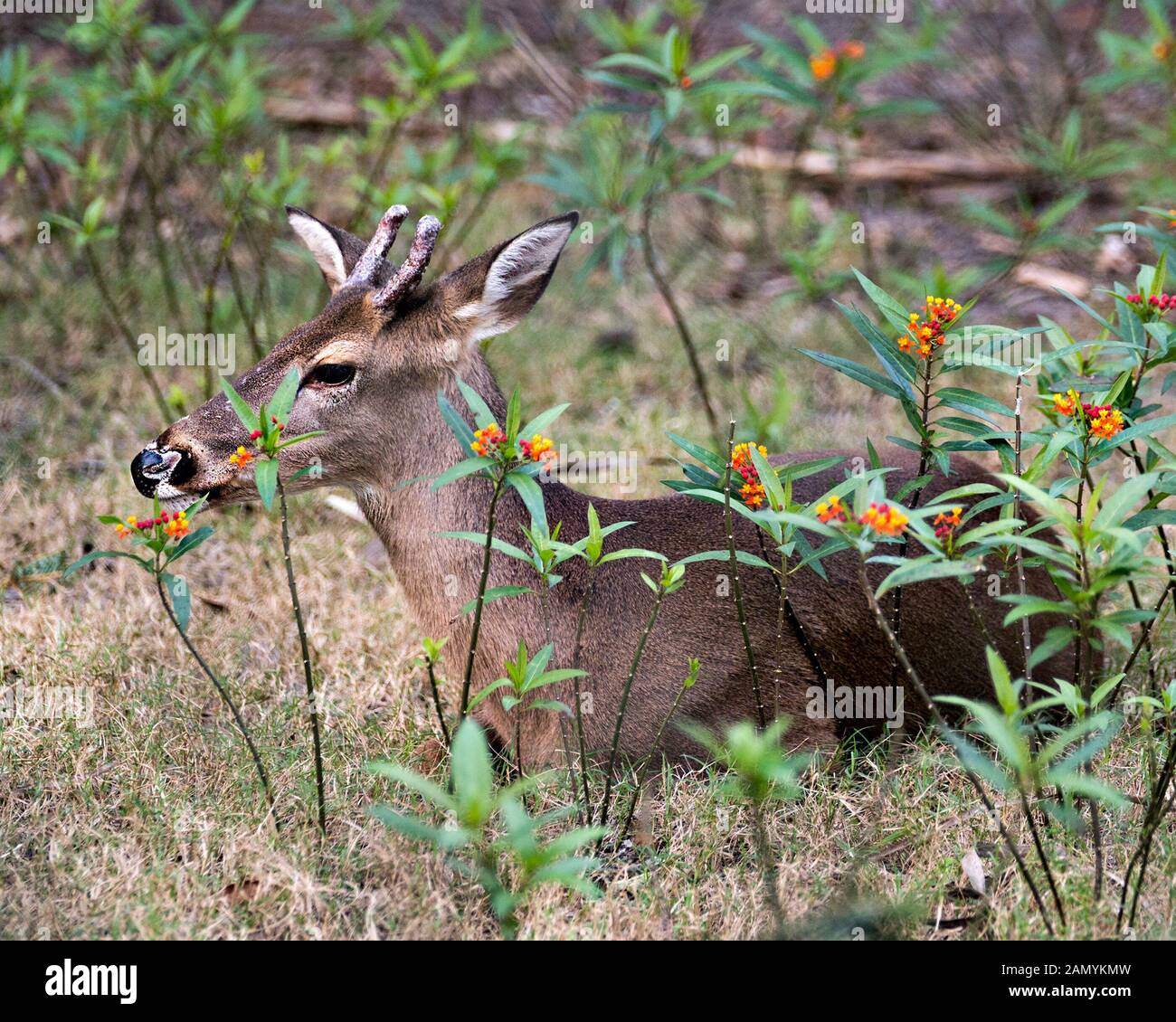 Deer animal close-up view displaying head, brown fur, antlers, ears, eyes, nose, legs with wildflowers foreground and bokeh backgroun in its environme Stock Photo