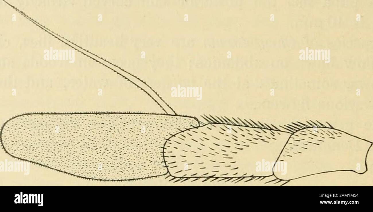 Diptera danica : genera and species of flies hitherto found in Denmark . 0, PL XV, fig. 15 {Musca). — 1901.Verr. Brit. FL VIII, 643, 1, figs. 441—442. — 1907. Kat palaarkt. Dipt. III,146. — C. scutellatum Macq. 1827. Soc. Se. Lille, 349, 4 et 1834. Suit. åBuff. I, 490, 4. — 1838. Meig. Syst. Beschr. VII, 107, 10. — C. sylvarumMeig. 1822. 1. c. III, 171, 6. — 1856. Loew, Verh. zool. hot. Geseli. V^ien,VI, 609, 2. — 1862. Schin. F. A. 1, 253. Male. Vertex black, frons black, shining, greyish white pruinoseat the sides, with a middle longitudinal impression in front; epistomayellow with a black m Stock Photo