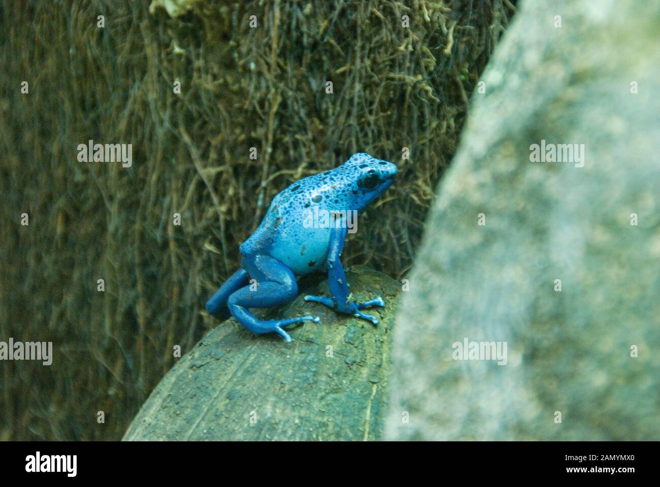 Jersey Zoo Jersey Channel Islands UK. Durrell Wildlife Conservation Trust Poison Dart Frog Reptile House Jersey Zoo Stock Photo