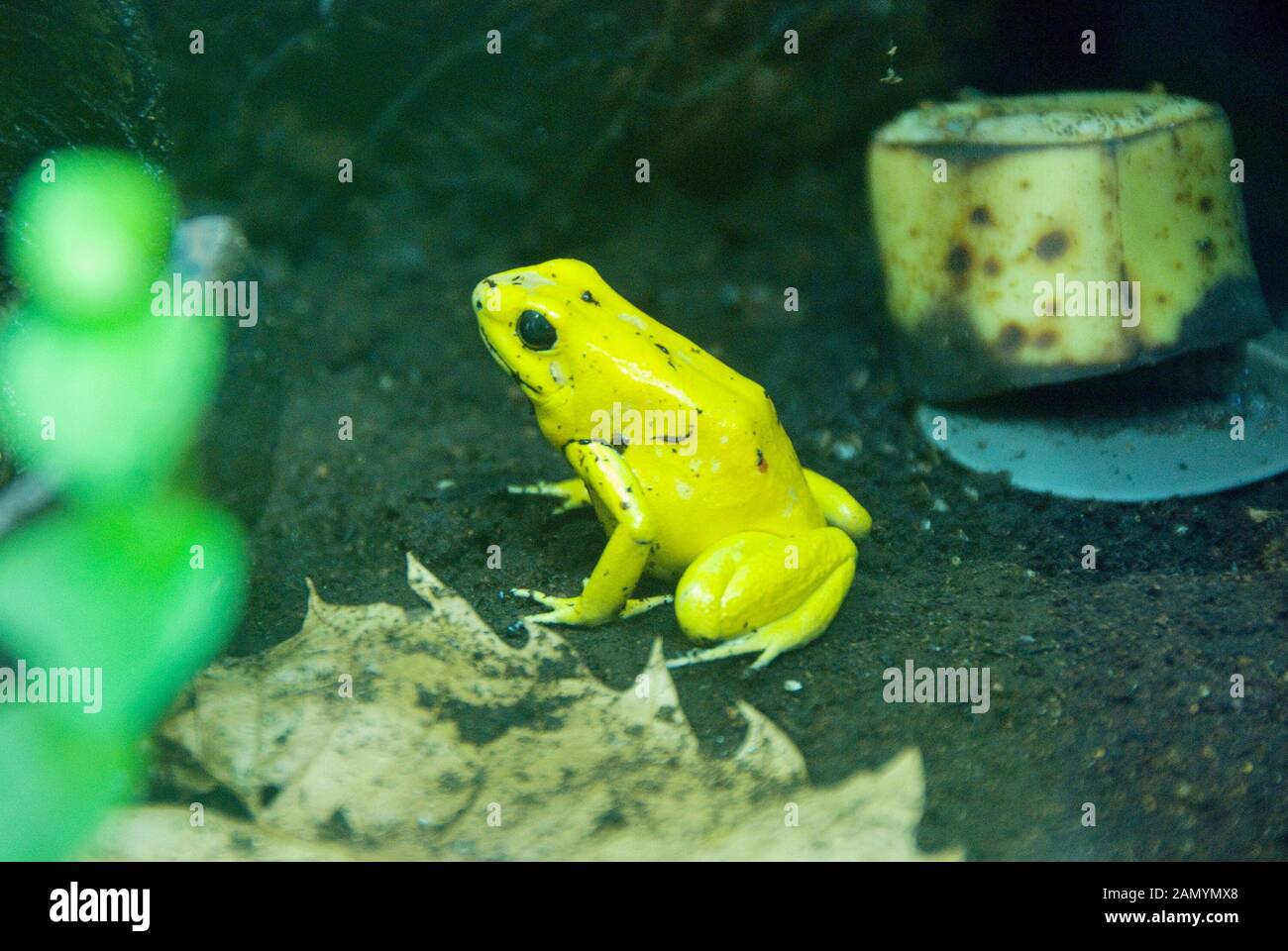 Jersey Zoo Jersey Channel Islands UK. Durrell Wildlife Conservation