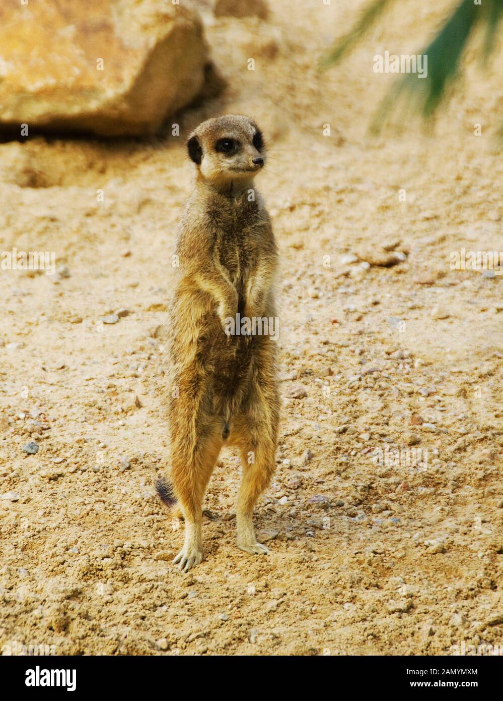 Jersey Zoo Jersey Channel Islands UK. Durrell Wildlife Conservation