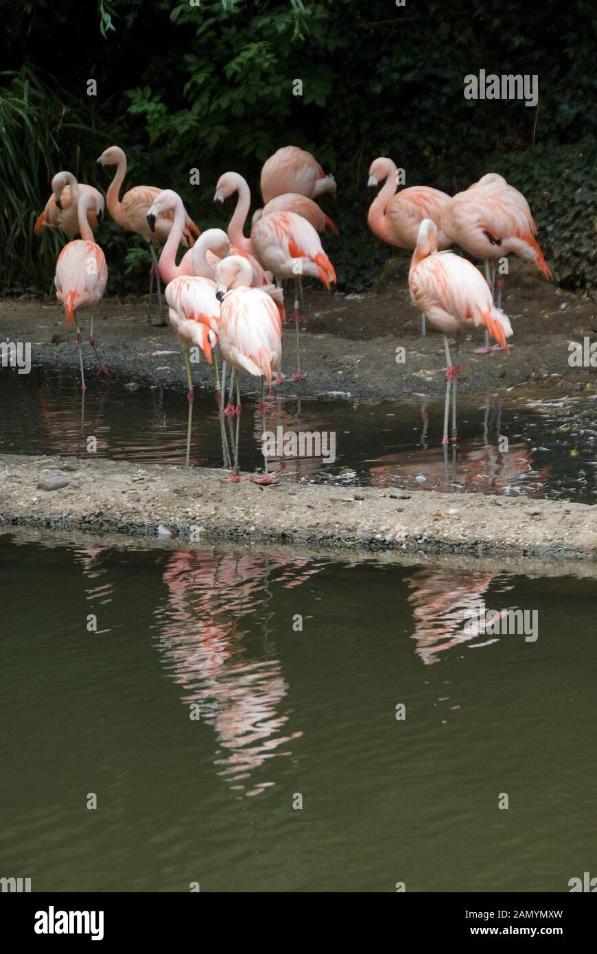 Jersey Zoo Jersey Channel Islands UK. Durrell Wildlife Conservation