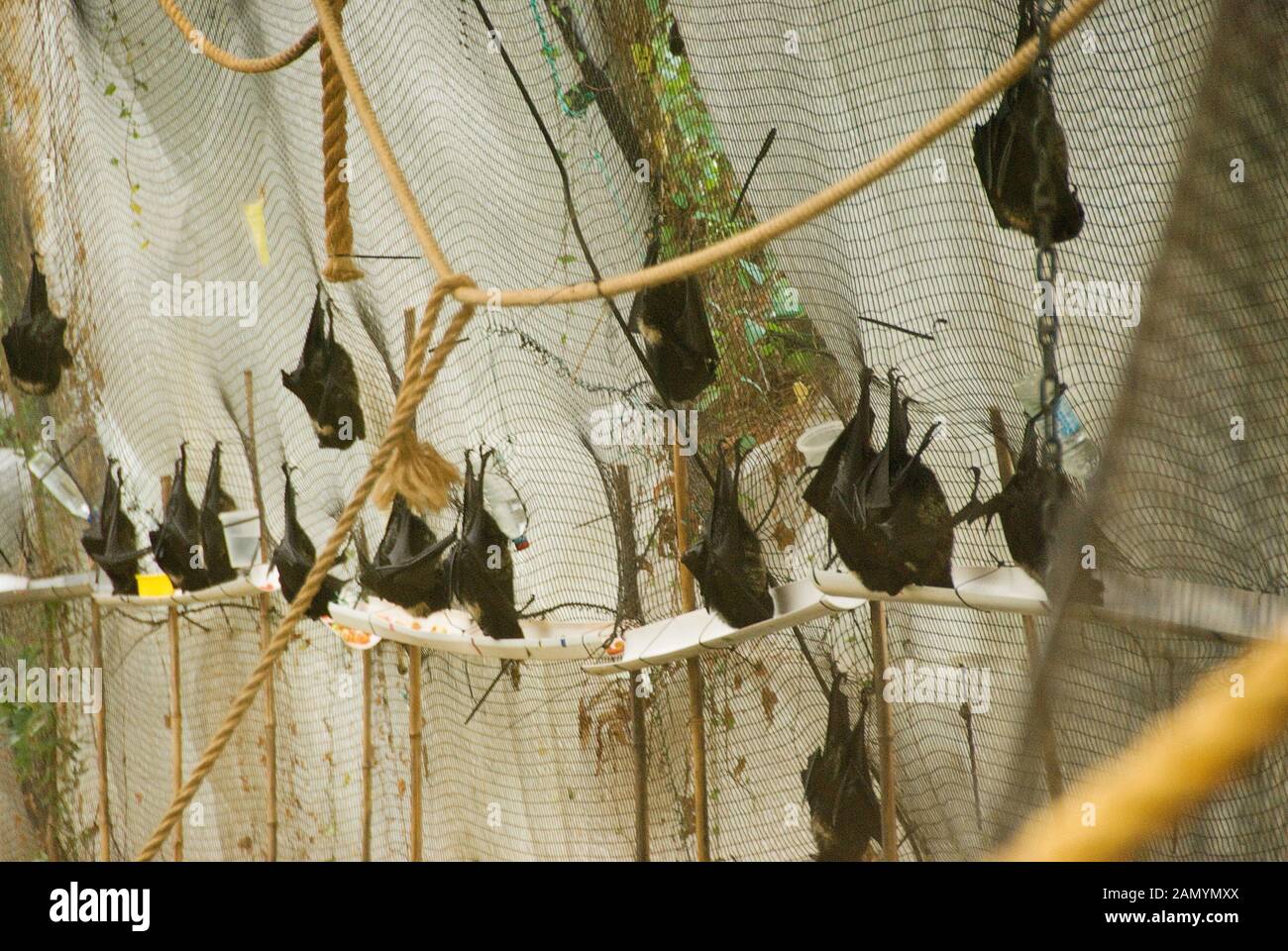 Jersey Zoo Jersey Channel Islands UK. Durrell Wildlife Conservation