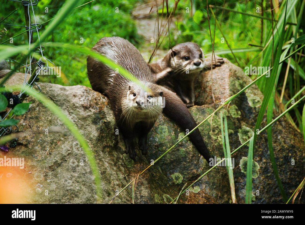 Jersey Zoo Jersey Channel Islands UK. Durrell Wildlife Conservation