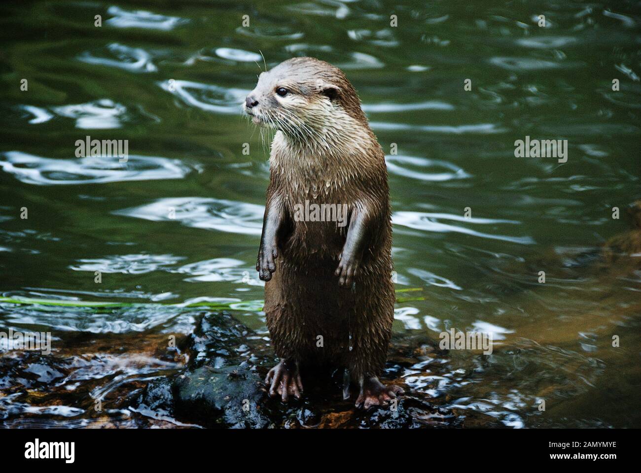 Jersey Zoo Jersey Channel Islands UK. Durrell Wildlife Conservation Trust  Otter at Jersey Zoo Stock Photo - Alamy