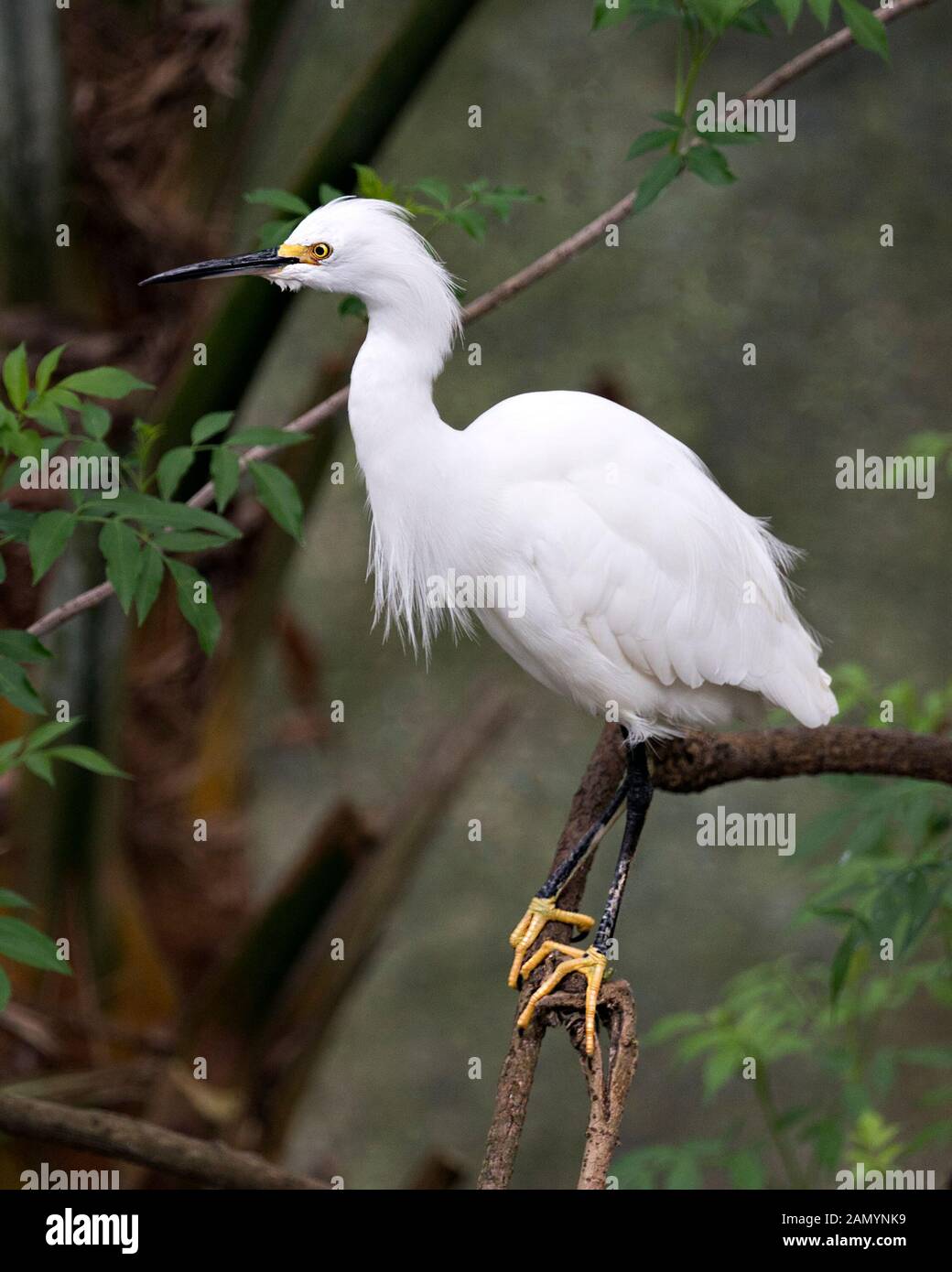 Snowy Egret close up profile view perched with a bokeh background   displaying white feathers plumage, fluffy plumage, head, beak, eye, feet in its en Stock Photo