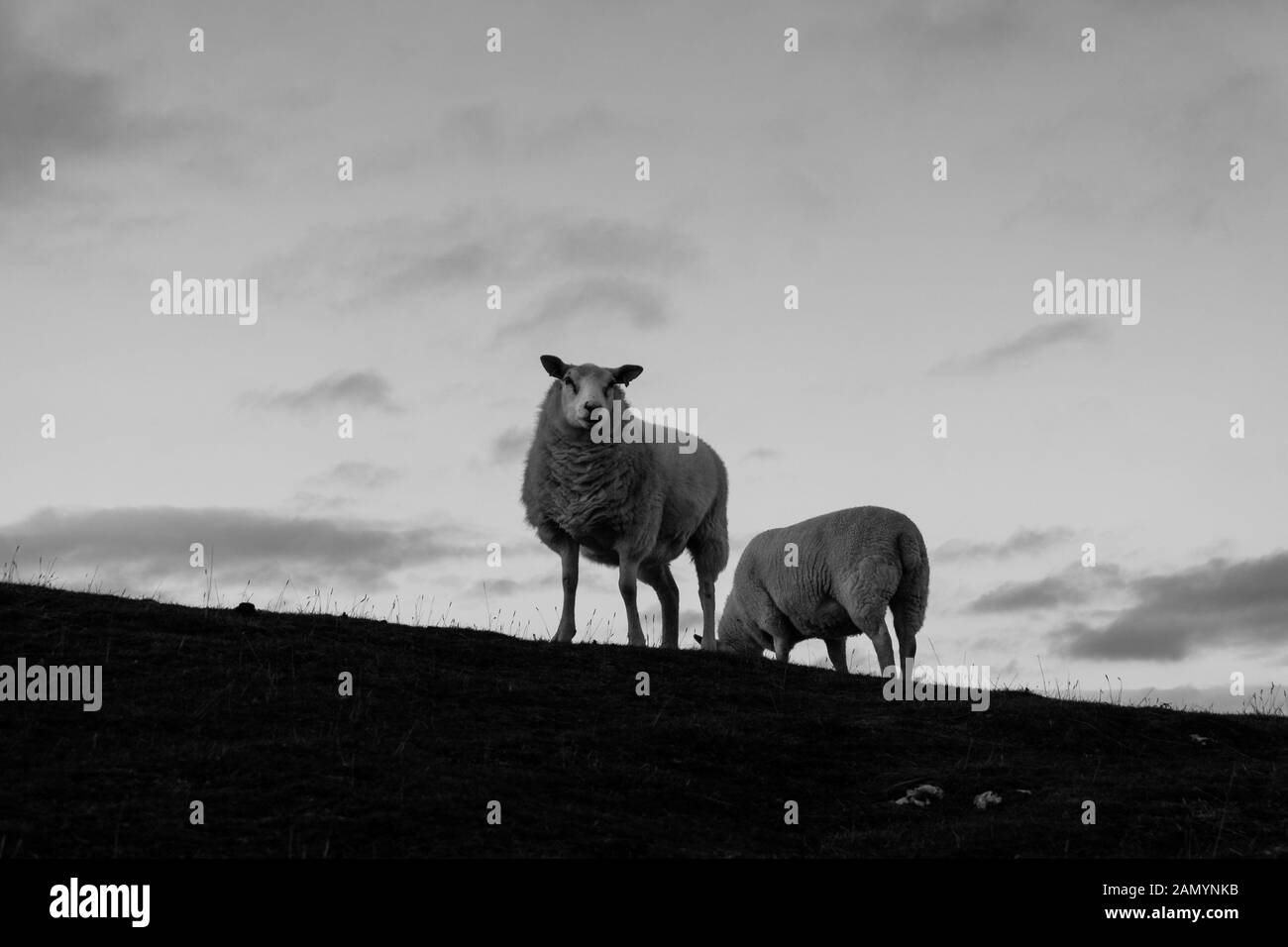 Two sheep stand on a hill with one looking at camera. Black and white Stock Photo