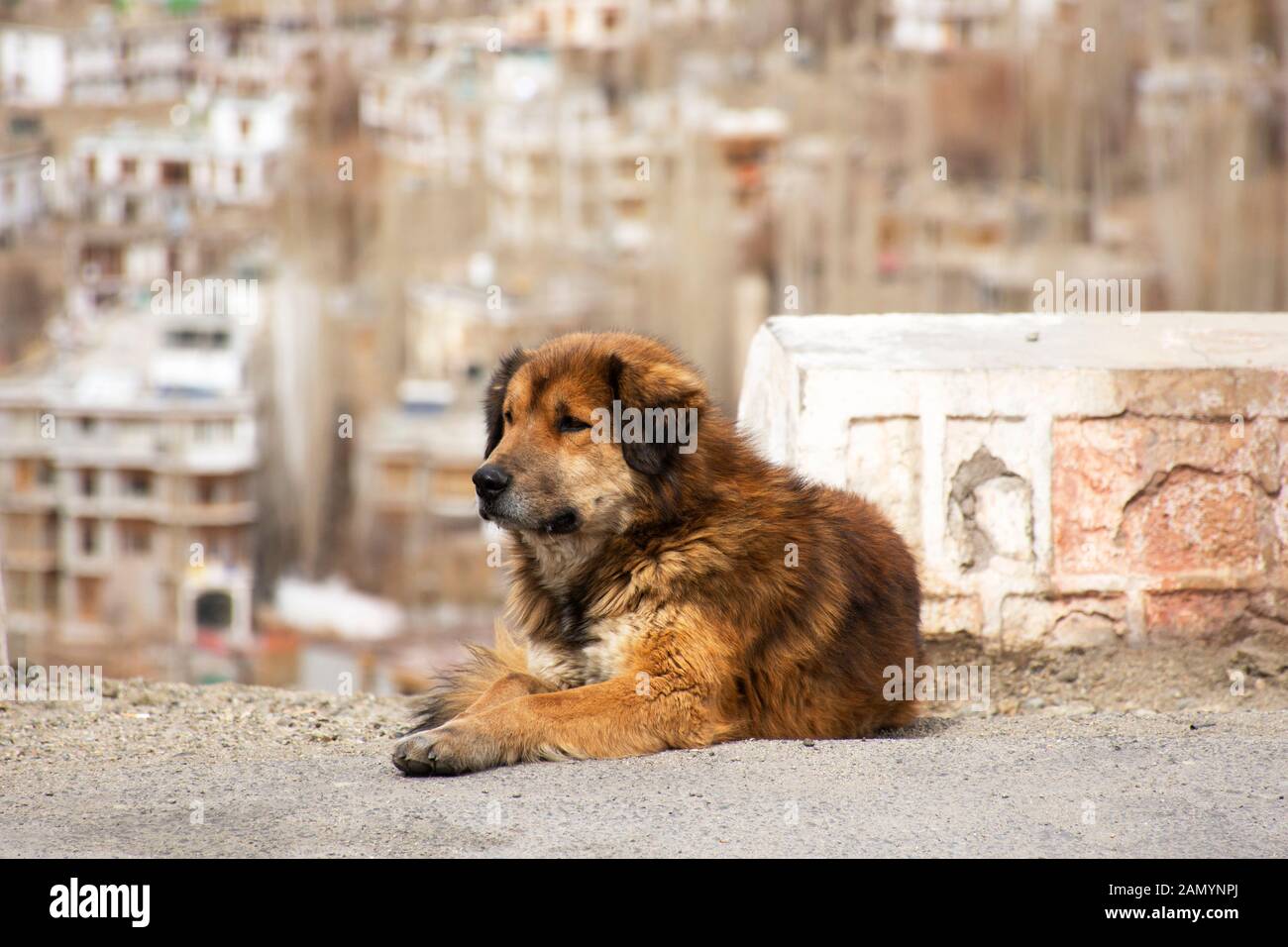 Can Tibetan Mastiff Survive In Delhi