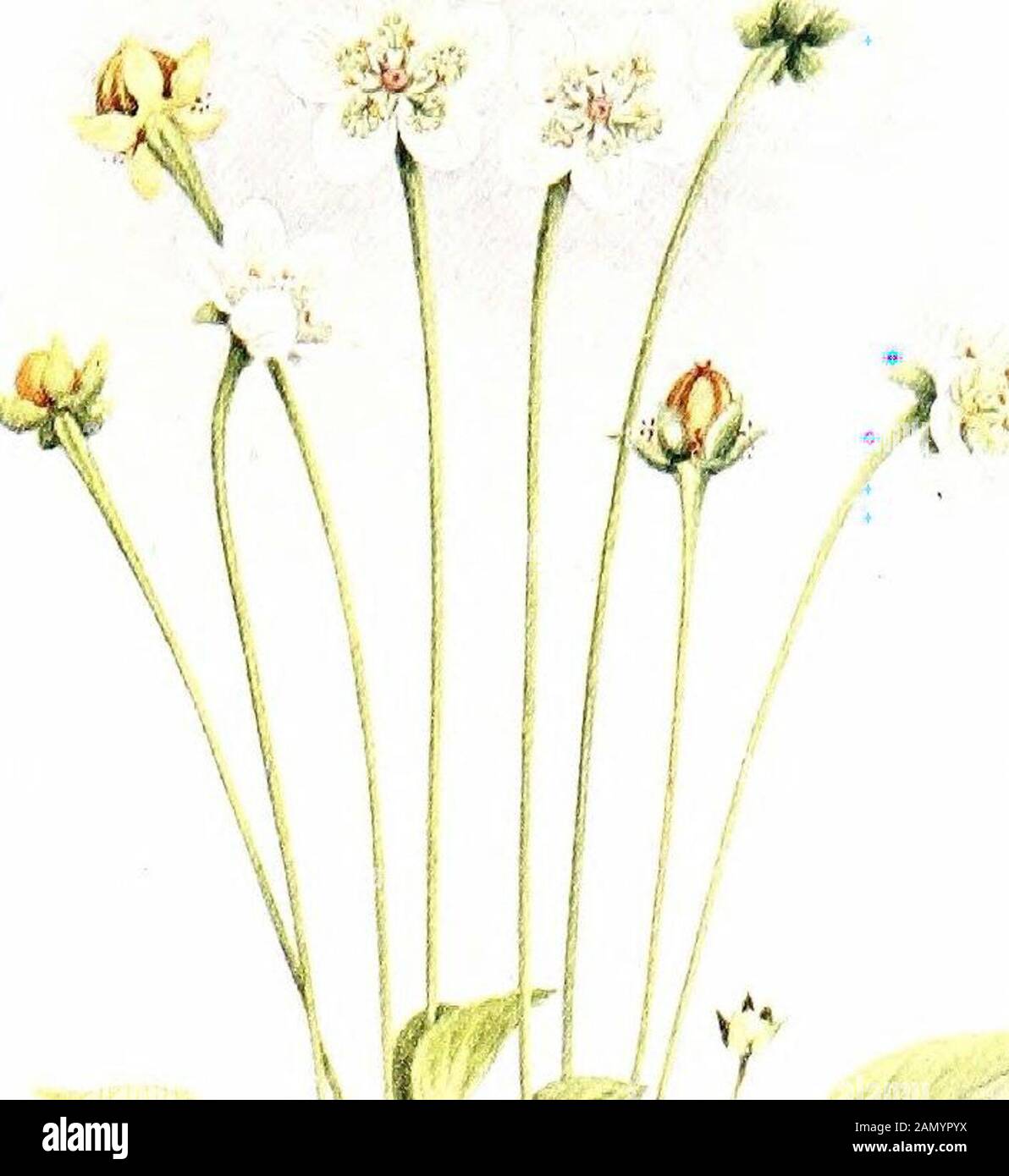 Plant-life, with 74 full-page illus., 24 being from photos, by the author and 50 in colour from drawings . styles, while others produce short-styled flowers. The lower portion of the corolla in bothcases is tubular. In the long-styled, or pin-eyed,flowers the stigma appears at the top of the tube, andthe anthers of the stamens are placed about half-waydown. In the short-styled, or thrum-eyed, flowersthe anthers are at the top of the tube, and the stigmareaches only about half-way up. Honey in both kindsof flowers is secreted at the base of the ovary at thebottom of the corolla tube; it can be Stock Photo
