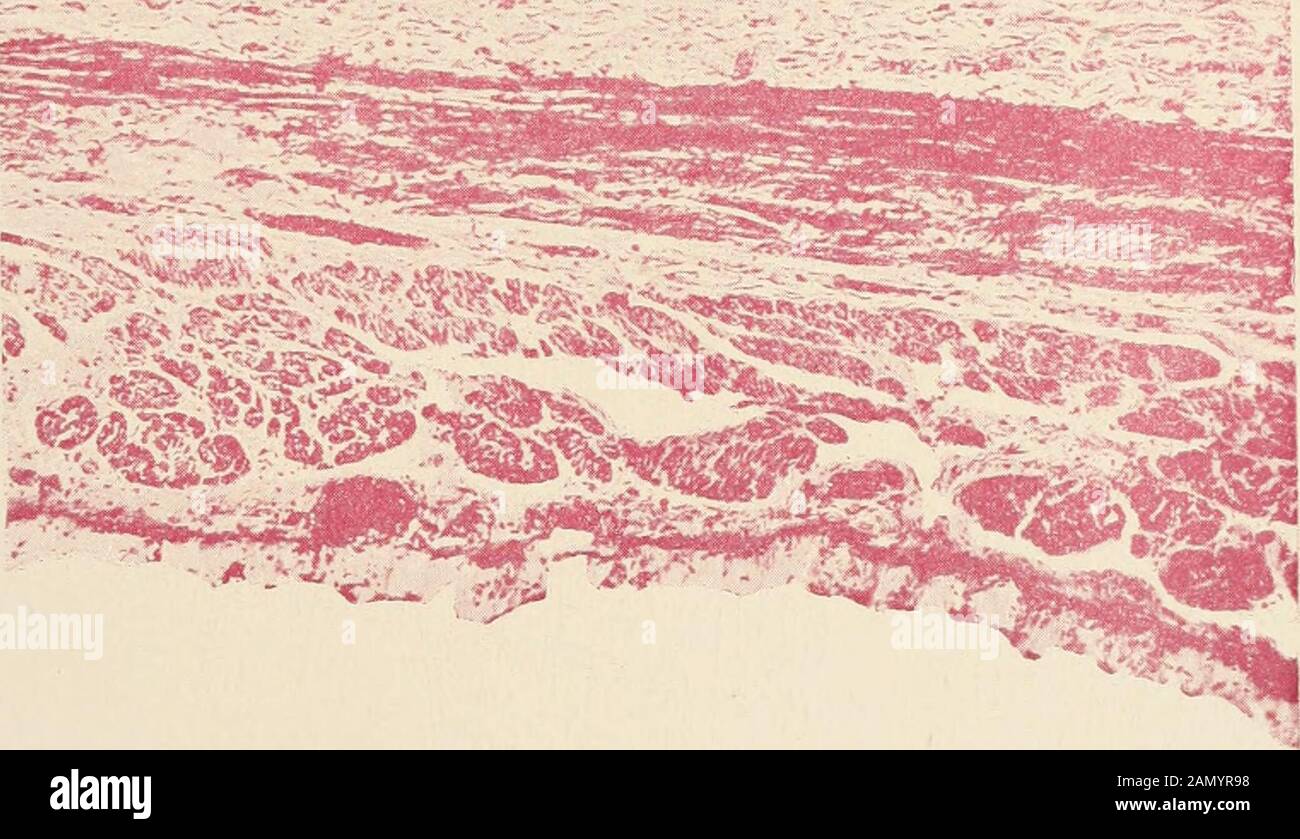 épithélium simple cylindrique hi-res stock photography and images - Alamy