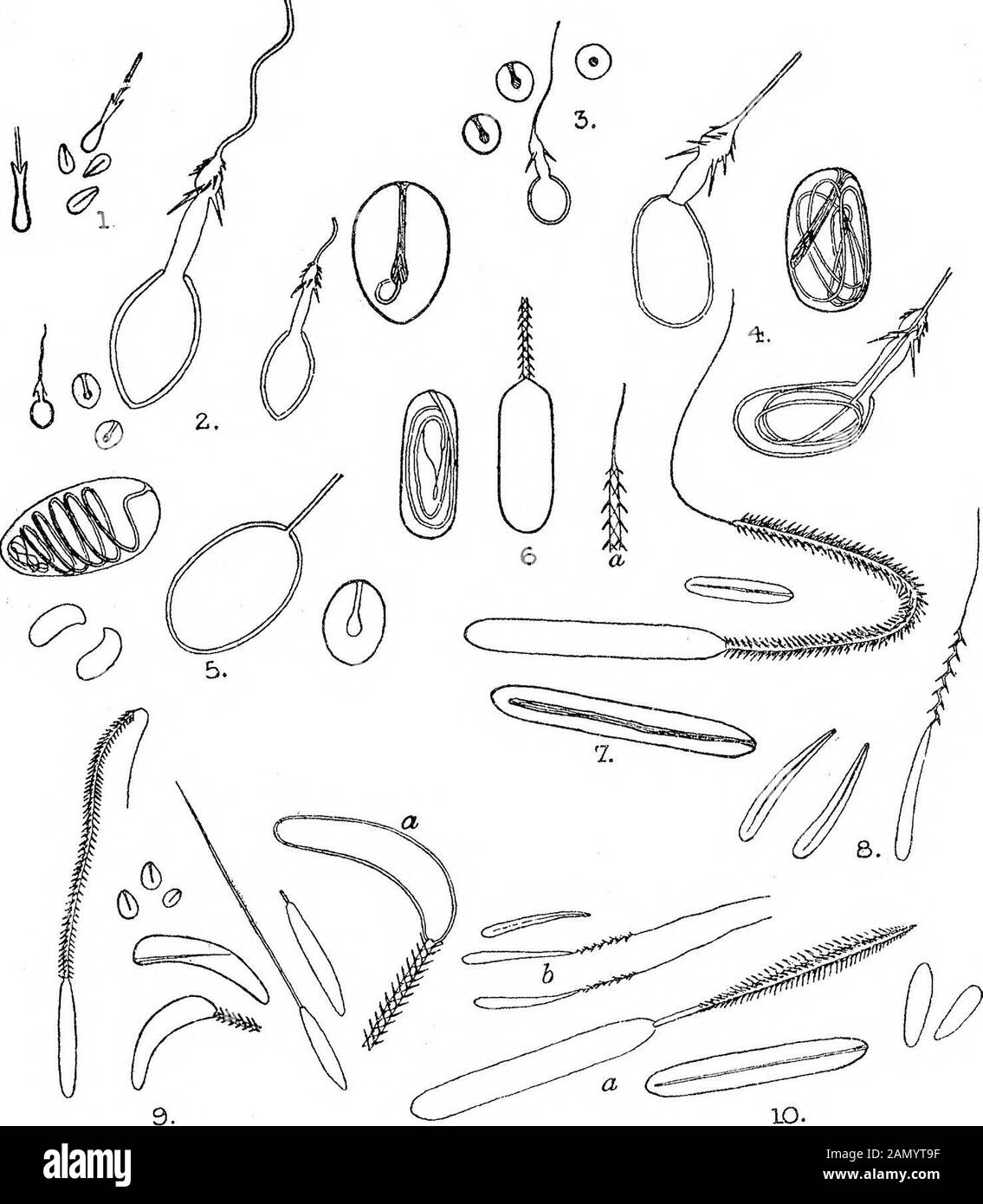 On the Nematocysts of AEolids . ce thelength of the capsule) thick, and closely covered with long fine bristles{^g, 7); or the capsule is slightly curved, about 25 f^ in length, andnarrower in proportion than in the last form, while the thread isuniformly tapering, slightly spiral, and furnished with short relativelystout barbs for a distance rather less than the length of the capsule(fi.g, 8). Both these forms are of frequent occurrence in Solidsbelonging to Berghs sub-family Aeolidiadce poprice. Small nematocysts, 8 /x or less in length, shaped something like anapple pip {fig. 1), are very w Stock Photo