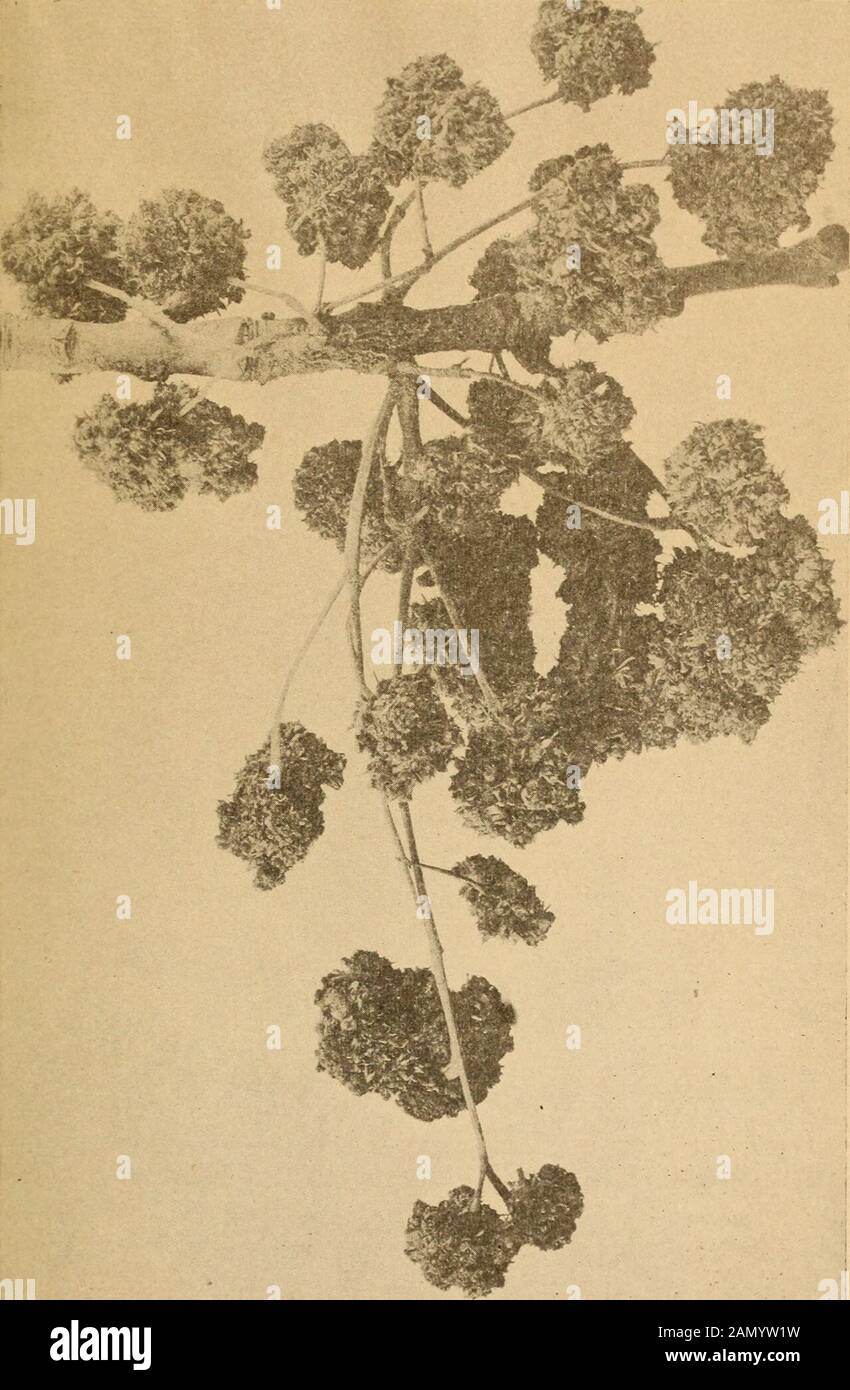 Bulletin - Maine Agricultural Experiment Station . Fig. 57. Osmoderma scabra. ^% 55 grub bred in decaying apple trunk. Fig.56 cocoon. Fig 57 adult. See page 361.. Fig. 58.Ash clusters caused by gall mites. Eriophyes sp. See page 367. i I SMITHSONIAN INSTITUTION LIBRARIES Stock Photo