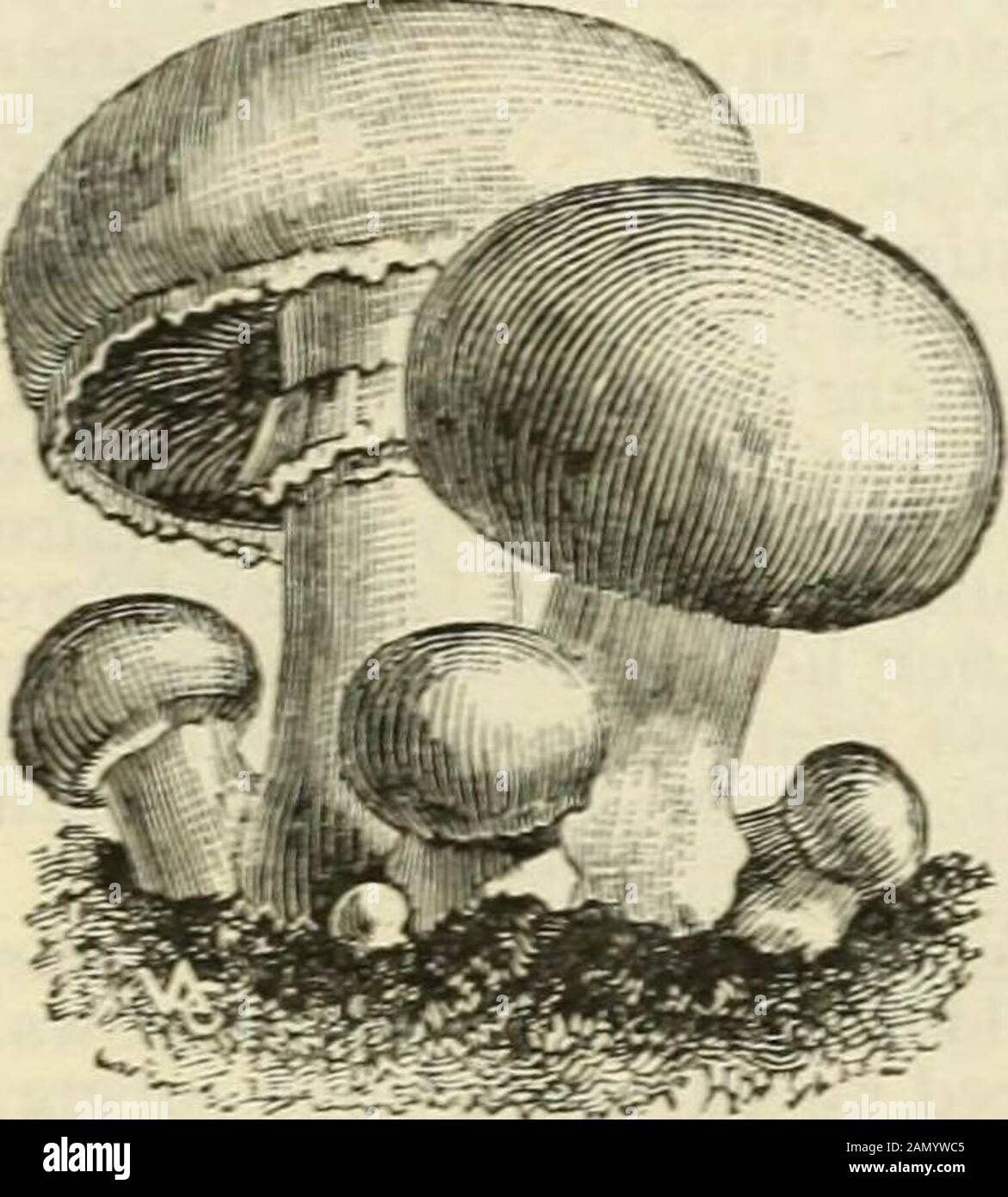 Seed annual, 1899 . MUSHROOM MUSHROOM. The mushroom is an edible fungus of a white color, changing to brown when old. The* gills are loose, of pinkish-red, changing to liver color. It produces no seed, but instead, awhite fibrous substance in broken threads, called spawn, which is preserved in horse manure,being pressed in the form of bricks. Thus prepared it will retain its vitality for years. ^lushrooms can be grown in cellars, in sheds, in hot-beds or sometimes in ojpen air. Fer-menting horse manure at a temperature of about 70 degrees, mixed with an equal weight offresh sod loam, is made i Stock Photo