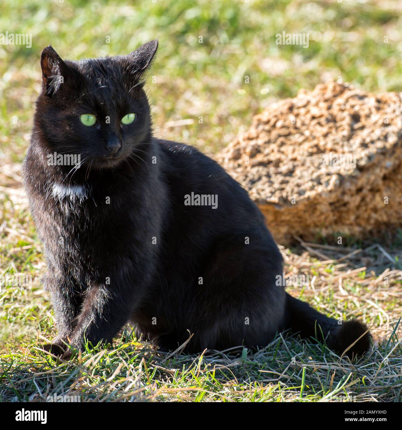 Black cat with yellow eyes sitting on green grass Stock Photo - Alamy