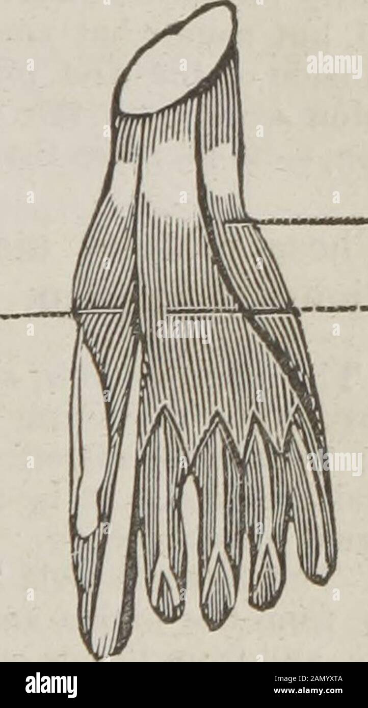 The dissector's guide, or, Student's companion : illustrated by numerous woodcuts, clearly exhibiting and explaining the dissection of every part of the human body . rom the anterior and inner part of theprotuberance of the os calcis, and tendi-nous from the same bone, where it joinswith the naviculare, to be inserted, tendi- lnous, into the internal sesamoid bone, androot of the first bone of the great toe.Action, — to pull the great toe from therest. d. The flexor longus digitorum arisesnarrow and fleshy, from the anterior infe-rior part of the tuberosity of the calcis,and from the aponeuros Stock Photo