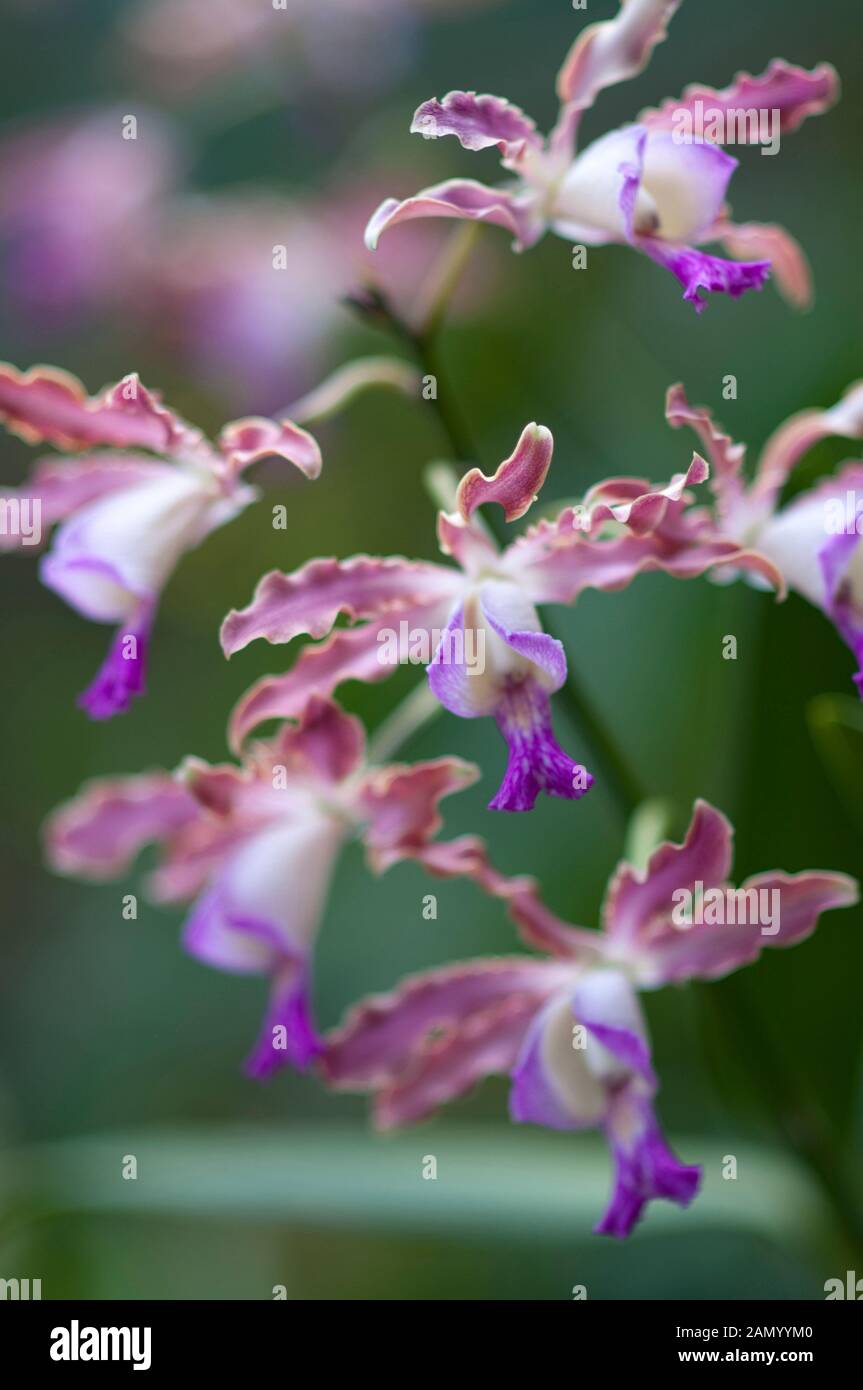 Orchid flowers, Orchidacaea Family, Botanical Gardens, Singapore Stock Photo