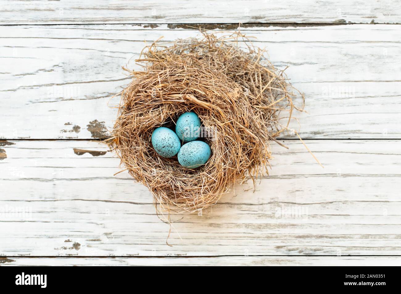 Real birds nest over a rustic wooden white table with small speckled Robin blue eggs. Selective focus on eggs with slight blurred background. Stock Photo