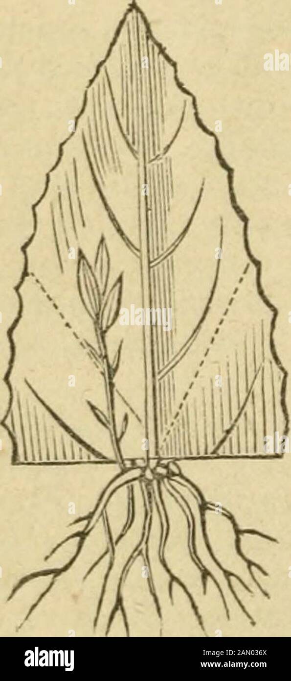 Gardening for ladies, and, Companion to the flower-garden . Fig. 13.—Lower Half of the Leaf.. Fig. 14.—Upper Half of the Leaf. plants, which it was impossible todistinguish from those struck in tJieusual manner. Half leaves of va-rious plants have also been rootedin charcoal, in Germany. Cyacs.—The Corn Blue-bottle.See Centaure^v. Cy^cas. —Cycddea.—A kind of herbaceous Palm, requiring the healof a stove, and remarkable for itscurious root-like stem, and enor-mous fern-like leaves. It veryrarely produces seed in England,and when it does, the seeds areplaced on the margin of the leaves.The mal Stock Photo