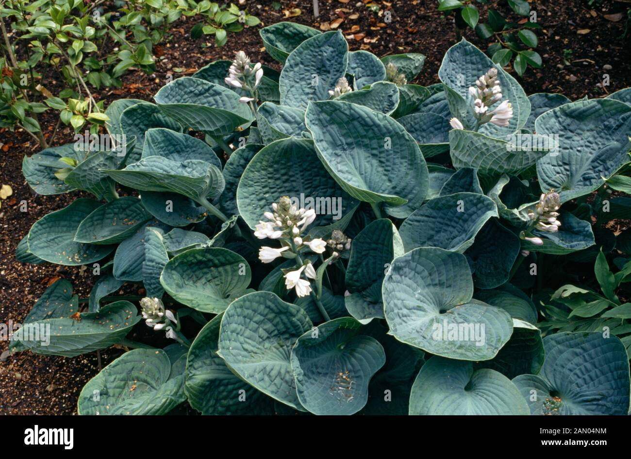 Hosta big daddy hi-res stock photography and images - Alamy
