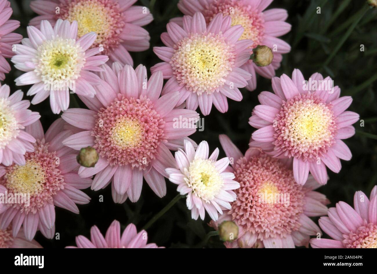 ARGYRANTHEMUM TWINKLE ROSE   PINK  SEMI DOUBLE  FLOWER Stock Photo