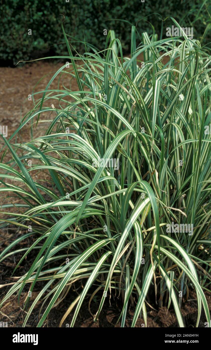 PHALARIS ARUNDINACEA TRICOLOR   RIBBON GRASS   POACEAE Stock Photo