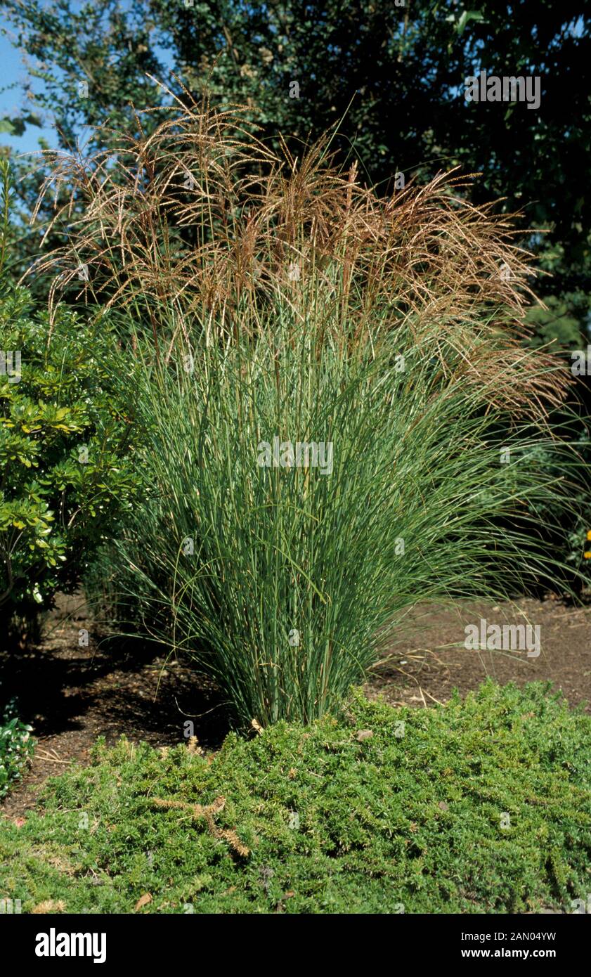 MISCANTHUS SINENSIS GRACILLIMUS MAIDEN GRASS POACEAE Stock Photo Alamy