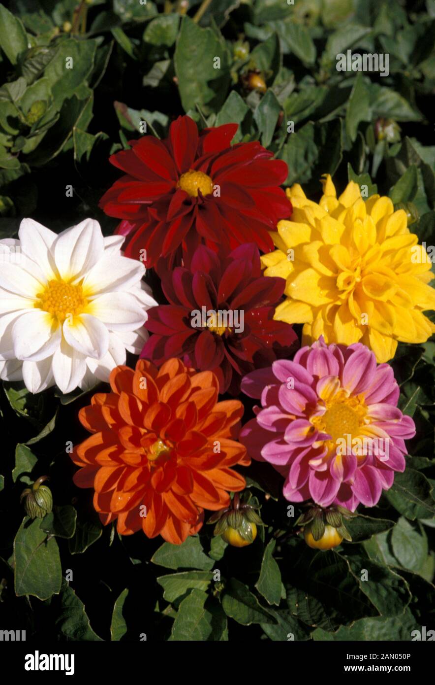 Breathtaking Dahlia Figaro Abstract Illustration Breathtaking Dahlia Figaro Abstract Illustration