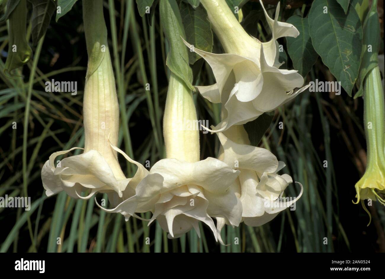 BRUGMANSIA CANDIDA DOUBLE WHITE CLOSE UP WHITE FLOWERS. Stock Photo