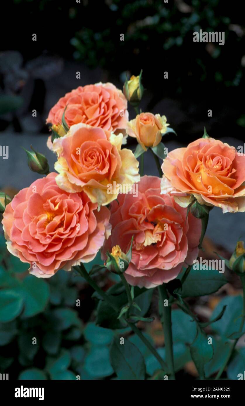 ROSA BRASS BAND FLORIBUNDA ROSE Stock Photo Alamy