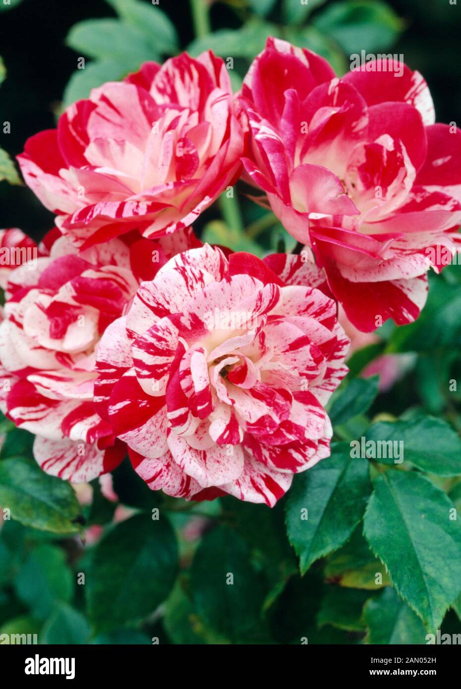 ROSA ''ROCKIN'' ROBIN'' Stock Photo - Alamy