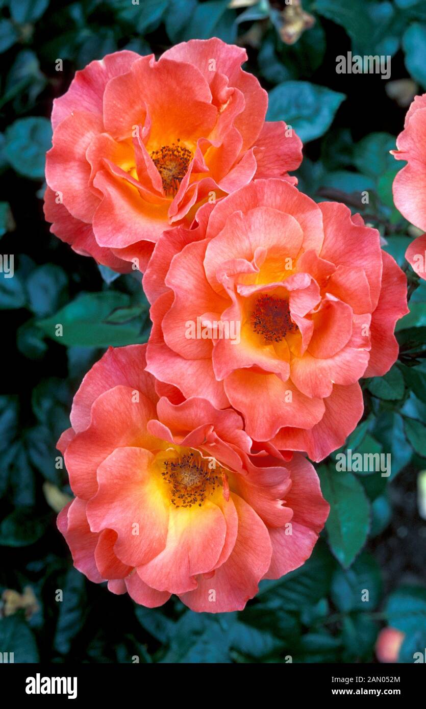 ROSA LIVIN'' EASY FLORIBUNDA ROSE Stock Photo - Alamy