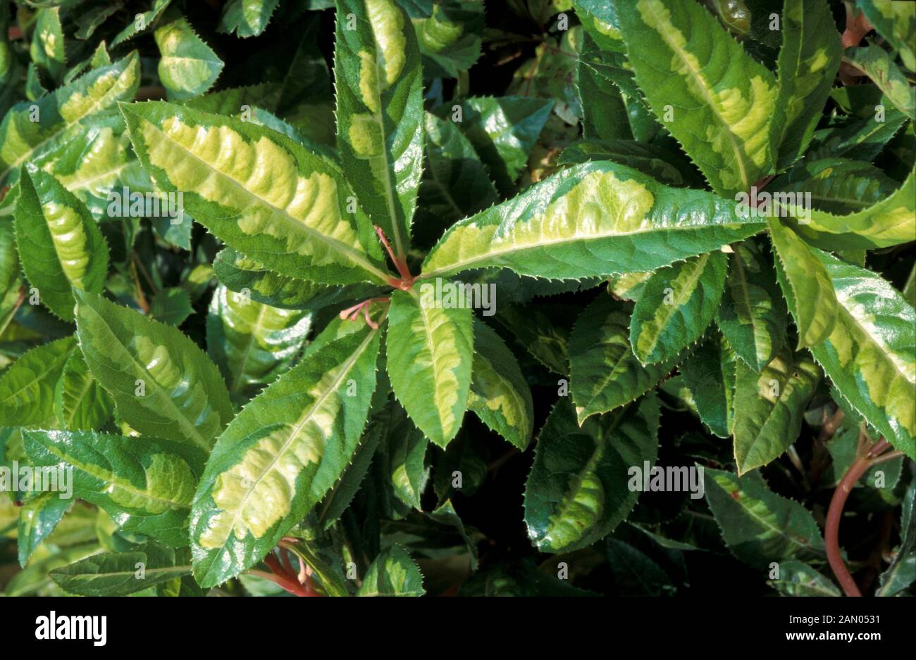 ARDISIA JAPONICA 'RED TIDE' Stock Photo