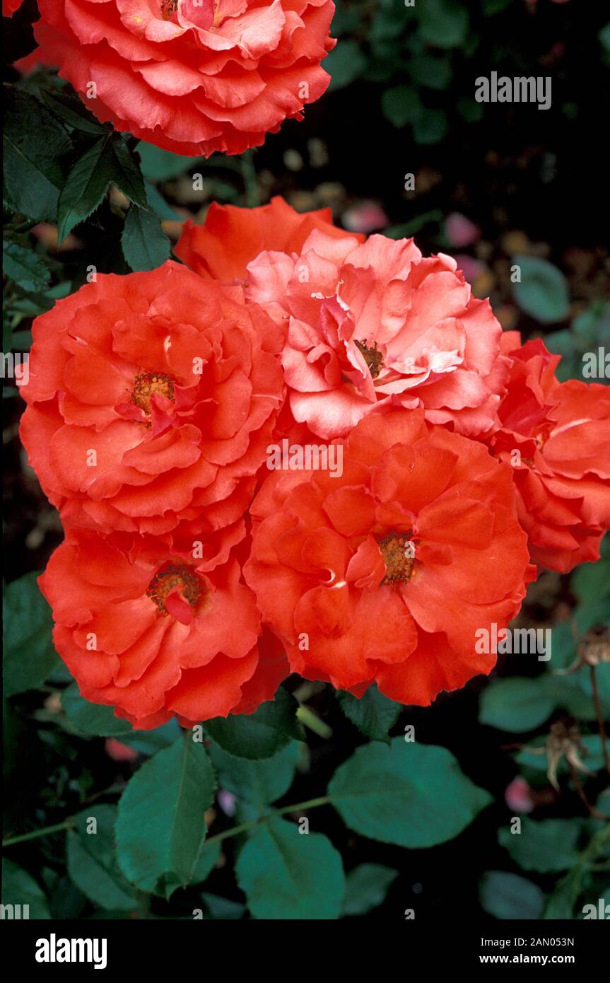 ROSA IMPATIENT FLORIBUNDA ROSE Stock Photo - Alamy