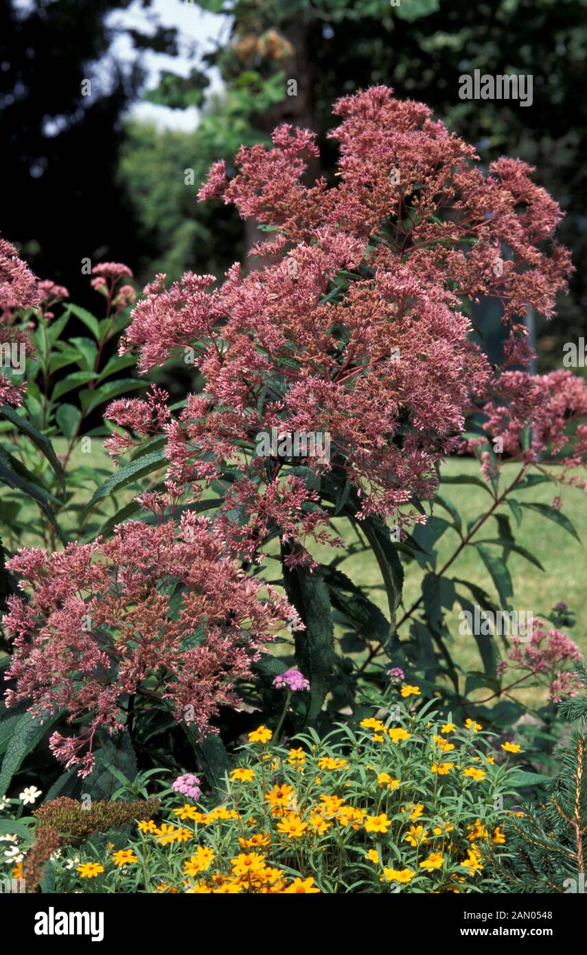 EUPATORIUM GATEWAY PINK FLOWERS. MOISTURE LOVING ADORED BY BEES AND BUTTERFLIES. Stock Photo