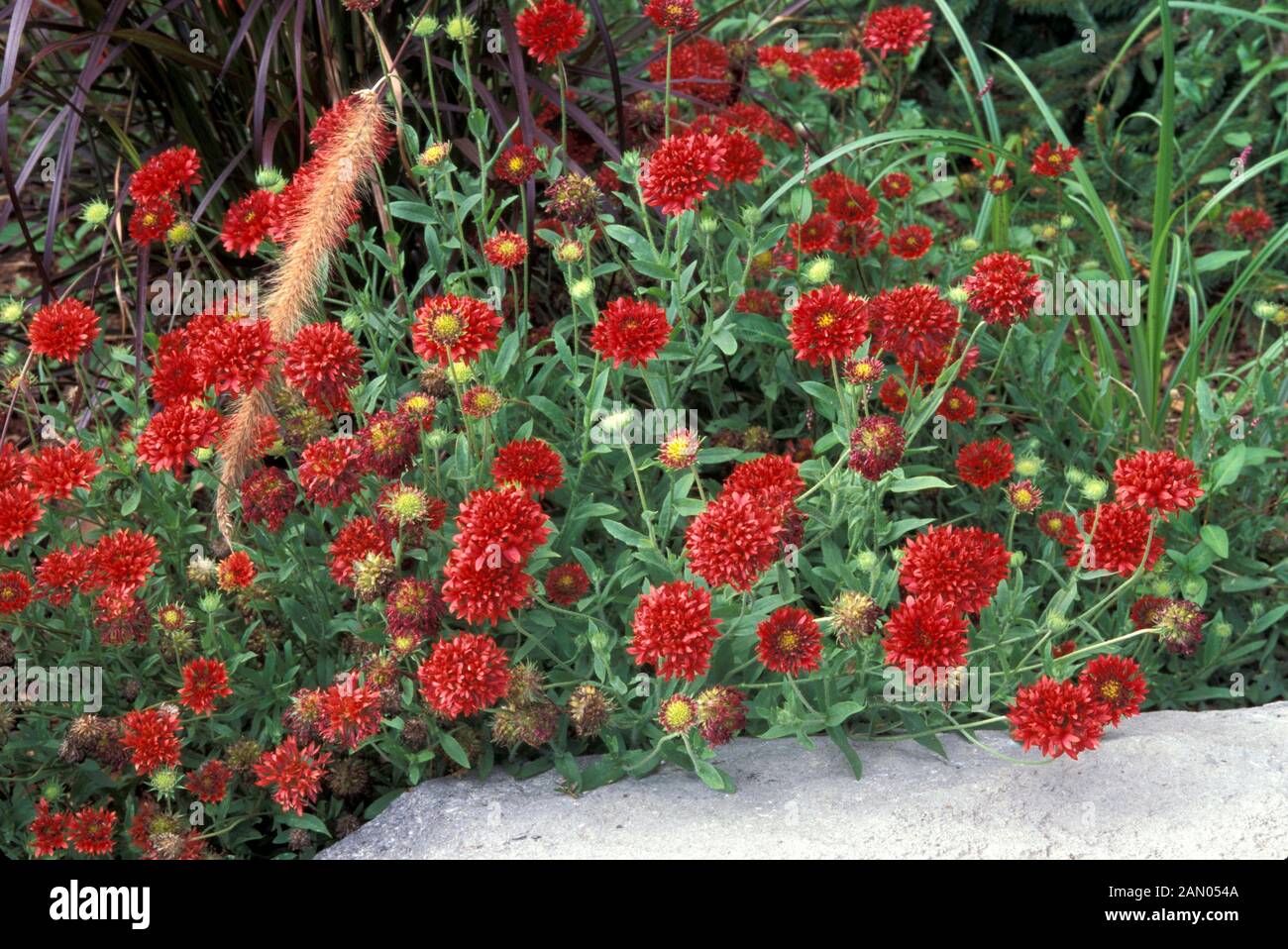 GAILLARDIA PULCHELLA RED PLUME A MASS OF RED FLOWERHEADS WITH MIXED GRASSES  Stock Photo - Alamy