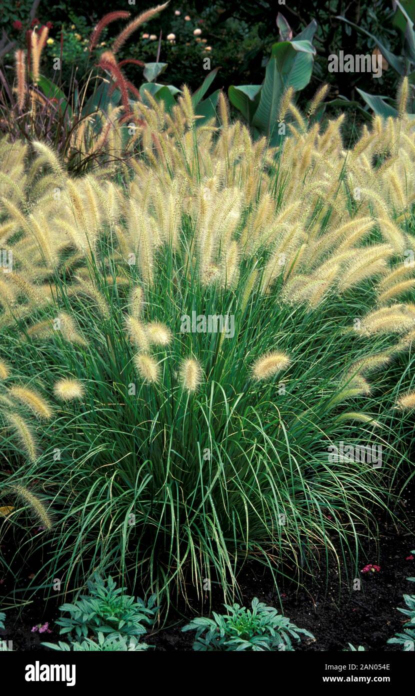 PENNISETUM ALOPECUROIDES HAMELIN   GRASS   POACEAE Stock Photo