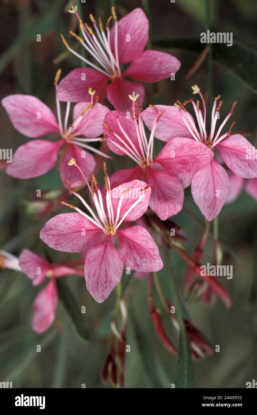 Open Veins High Resolution Stock Photography and Images - Alamy