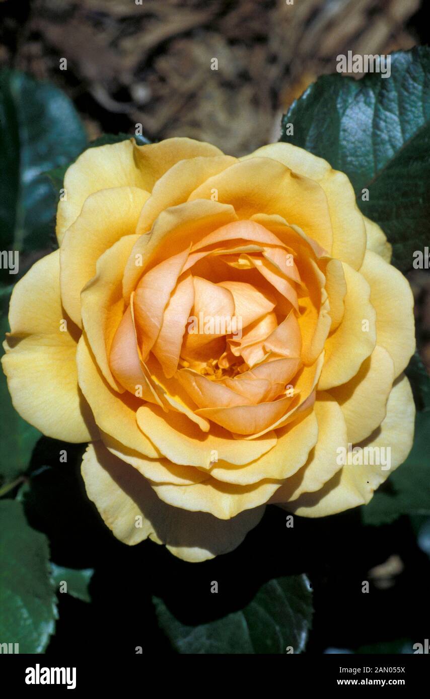 ROSA AMBER QUEEN FLORIBUNDA ROSE Stock Photo - Alamy