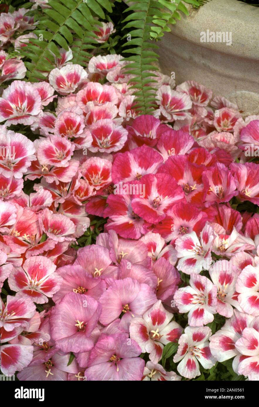 CLARKIA AMOENA GODETIA MIXTURE Stock Photo Alamy