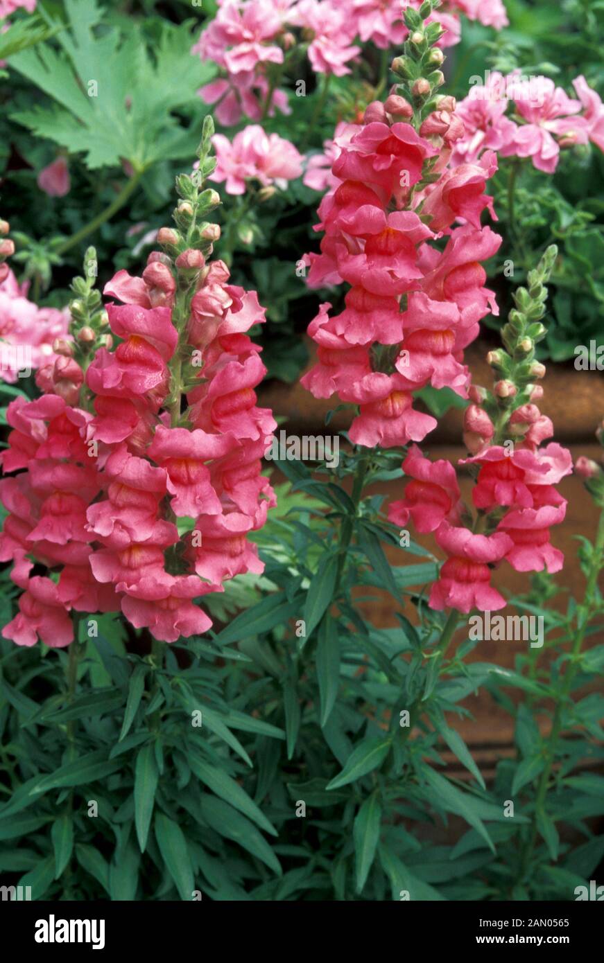 ANTIRRHINUM MAJUS   HALF HARDY  PERENNIAL  ANNUAL  PINK  FLOWER  CLOSE UP  SUMMER Stock Photo