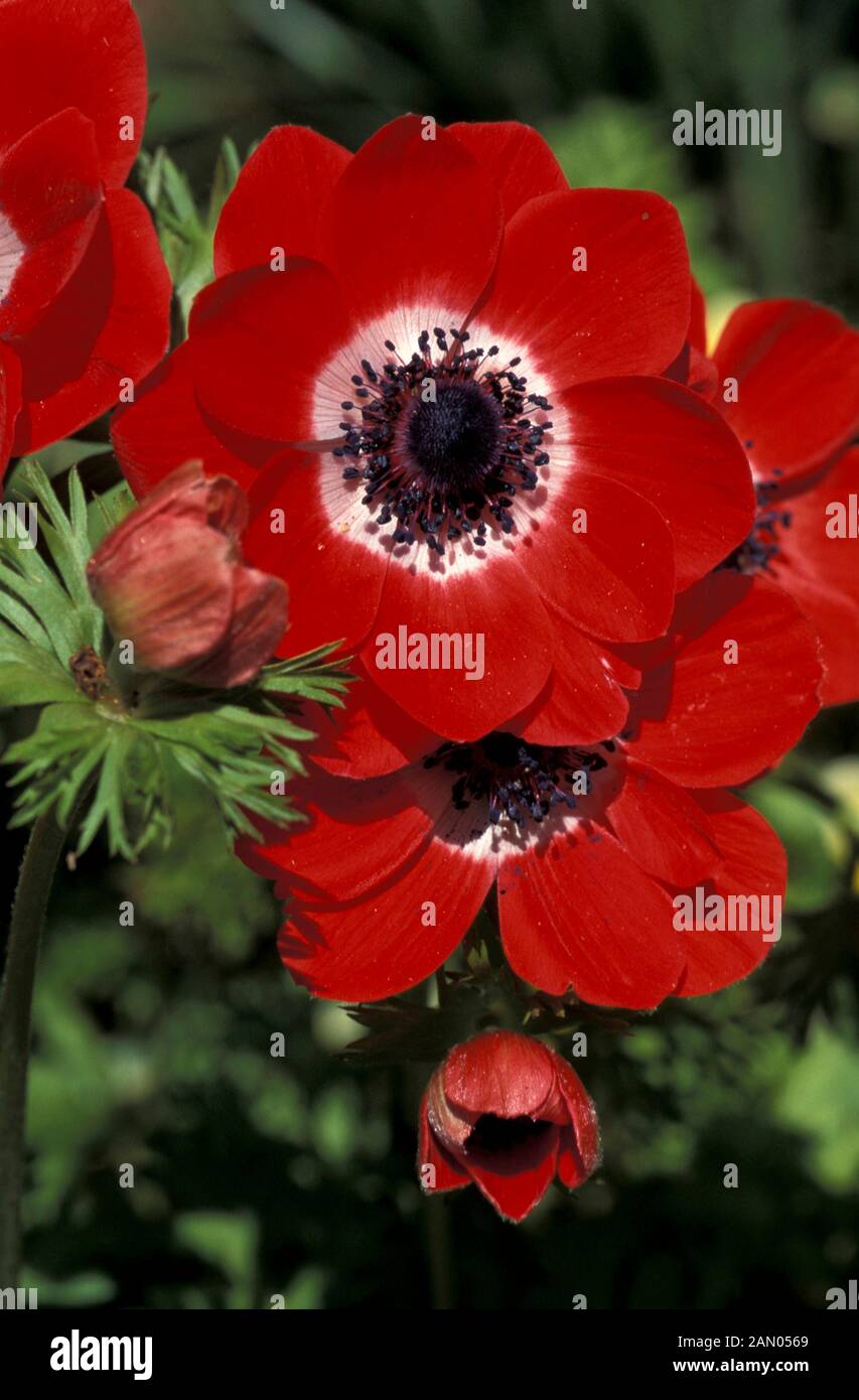 ANEMONE CORONARIA   RED  SINGLE  FLOWERS  SPRING  EARLY SUMMER Stock Photo