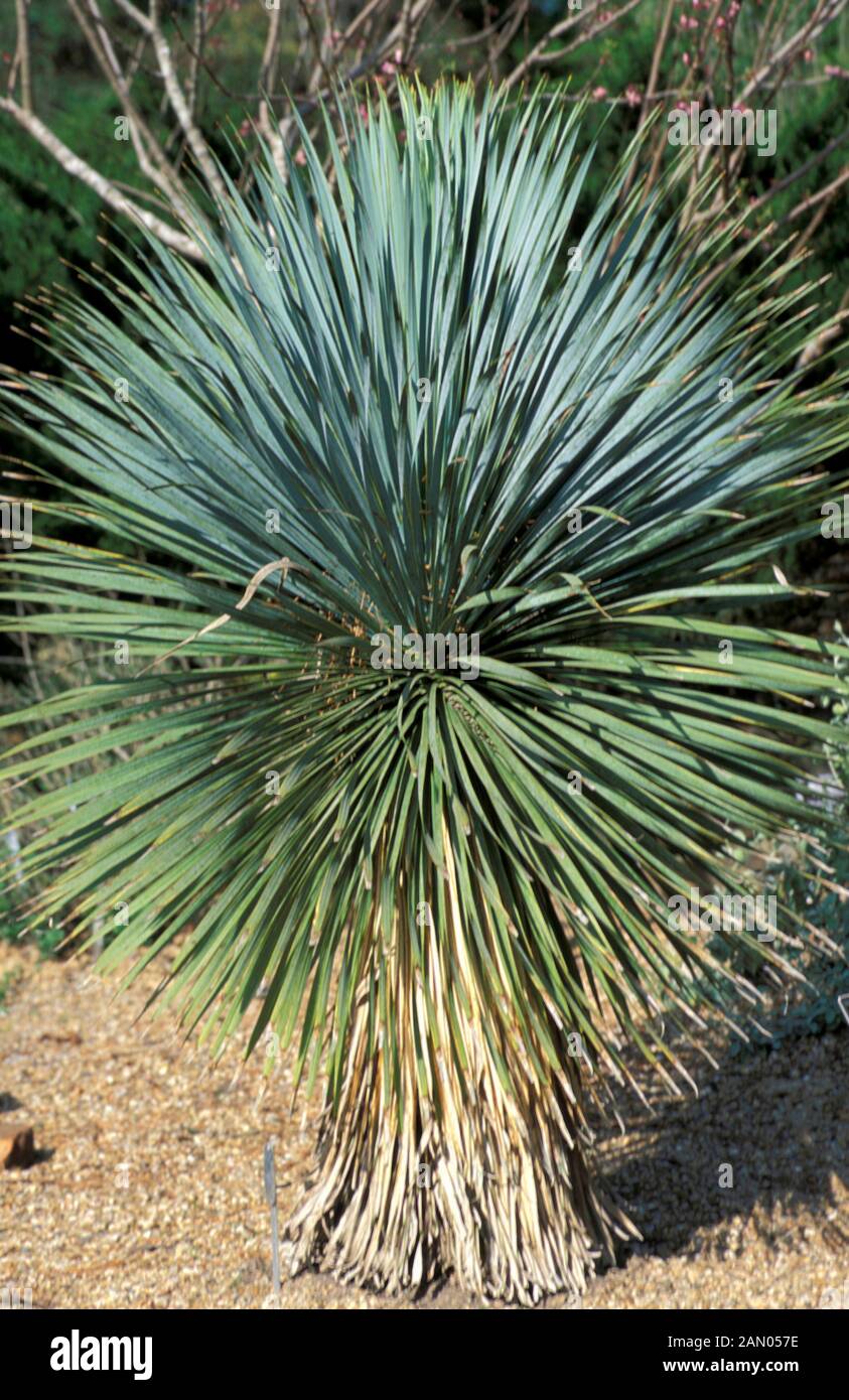 YUCCA ELATA   PALMELLA Stock Photo