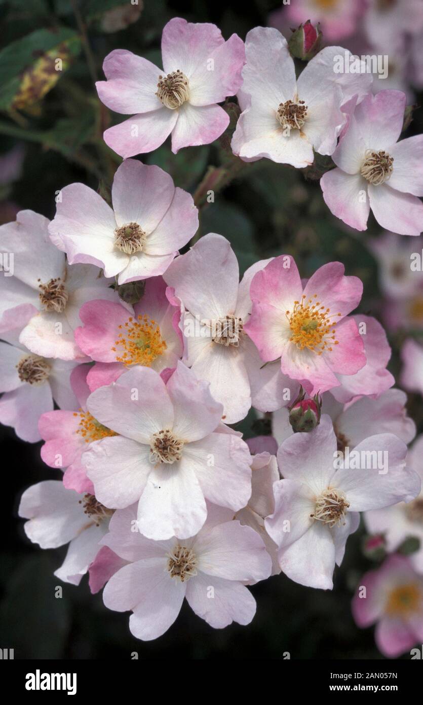 ROSA BALLERINA HYBRID MUSK ROSE Stock Photo - Alamy