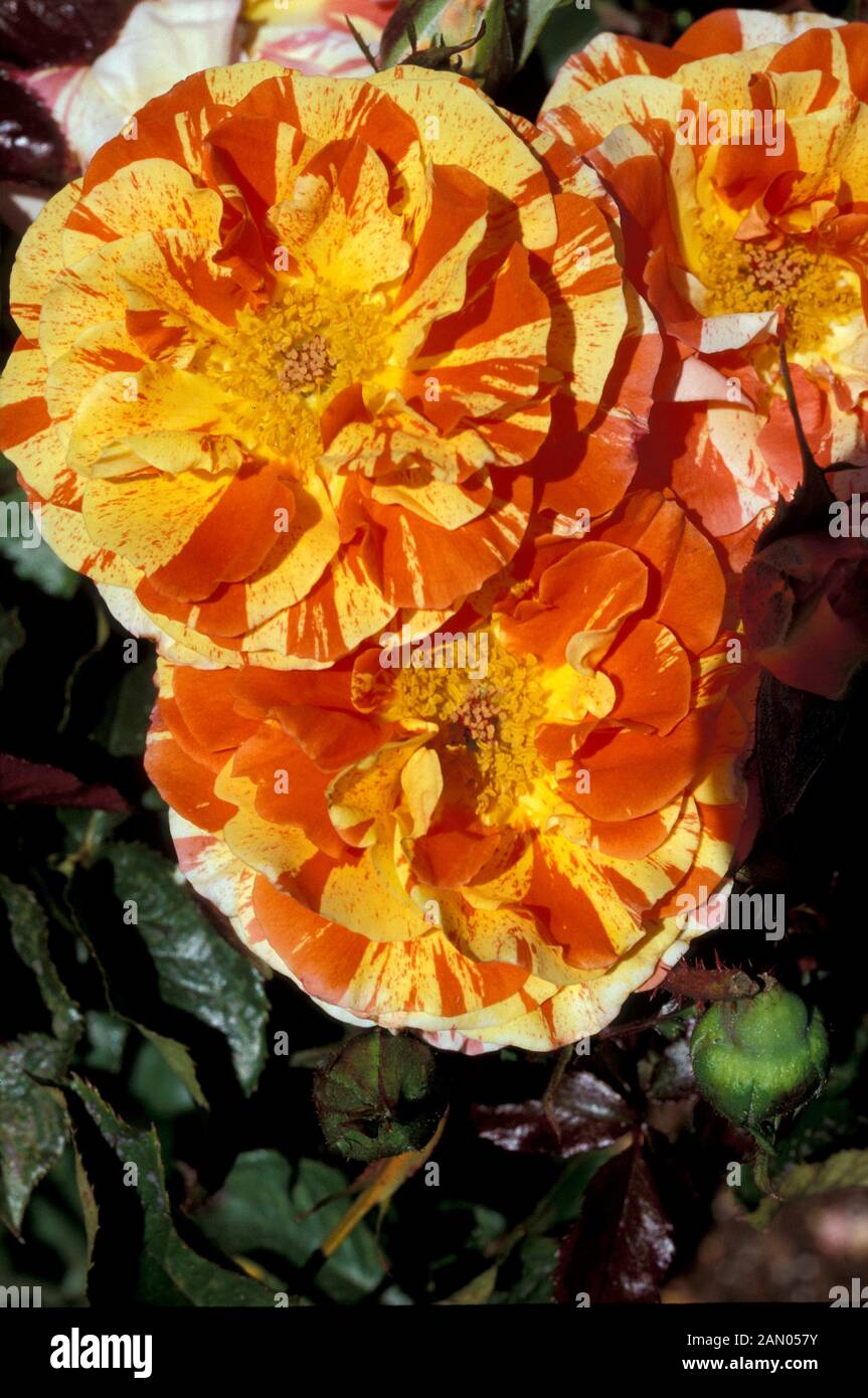 ROSA ORANGES AND LEMONS SHRUB FLORIBUNDA ROSE Stock Photo Alamy